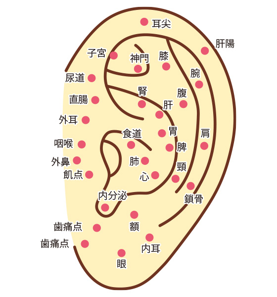 耳のツボの図